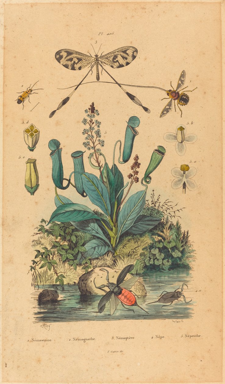 Insetti e fiori da Unbekannt