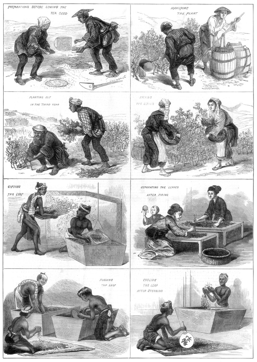 Produzione di tè giapponese, 1874 da Unbekannt