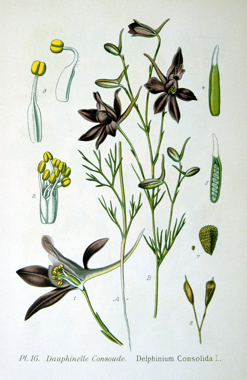 Speronella, 1893 da Unbekannt