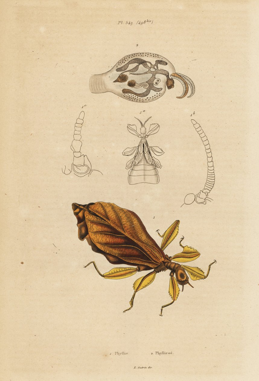 Insetto foglia, specie Phyllium, e nudibranco, specie Phylliroe da Unbekannt