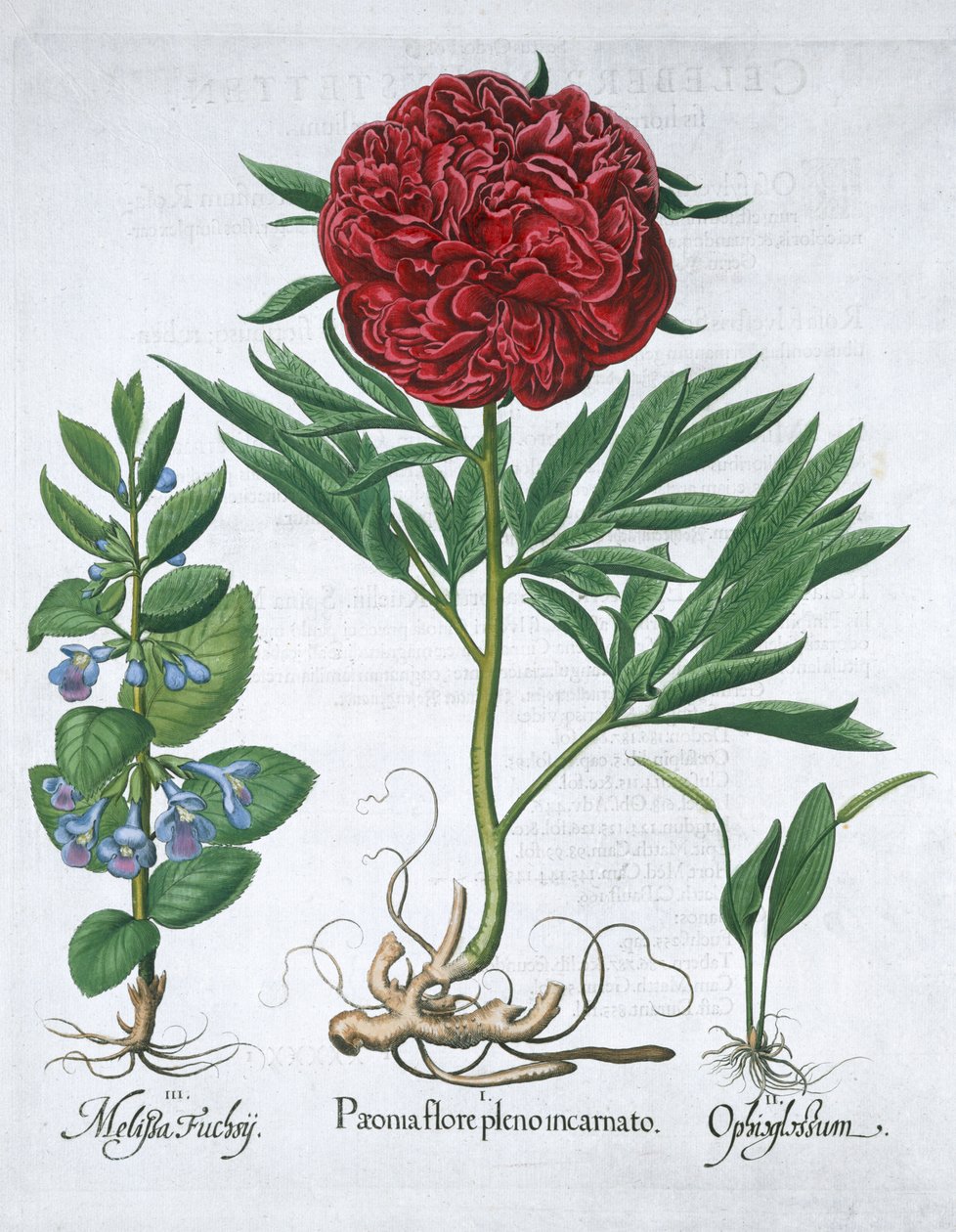 Melissa, Peonia e felce lingua di serpente, 1613 da Unbekannt