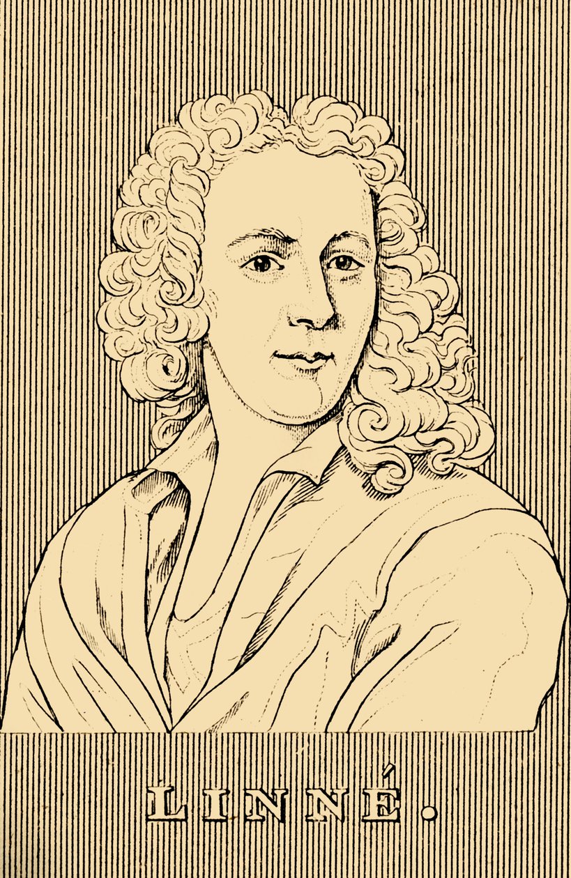 Linne, 1707-1778, 1830 da Unbekannt