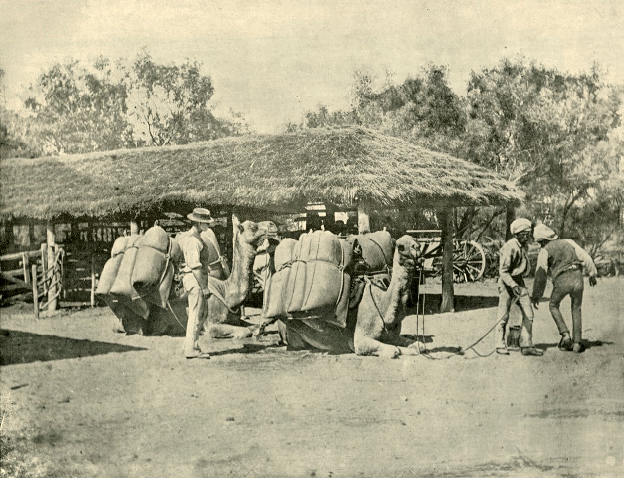 Caricamento di cammelli in una stazione australiana, 1901 da Unbekannt