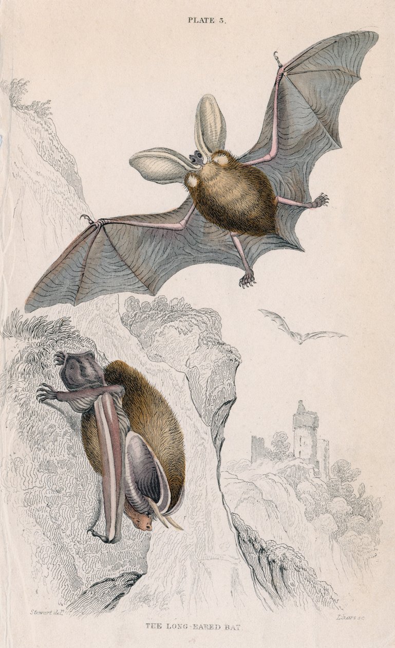 Pipistrello dalle lunghe orecchie Plectorus auritus, 1828 da Unbekannt
