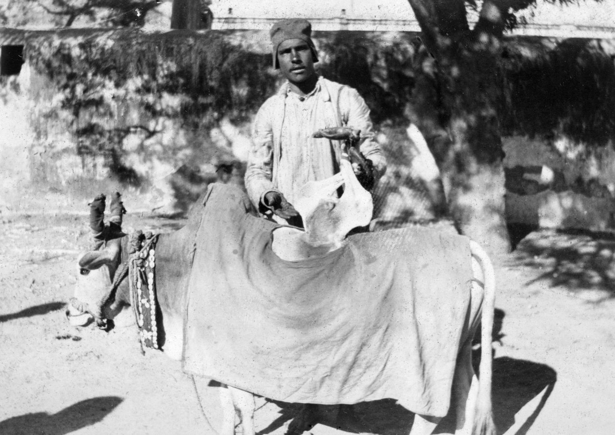 Uomo con una mucca deforme, India da Unbekannt
