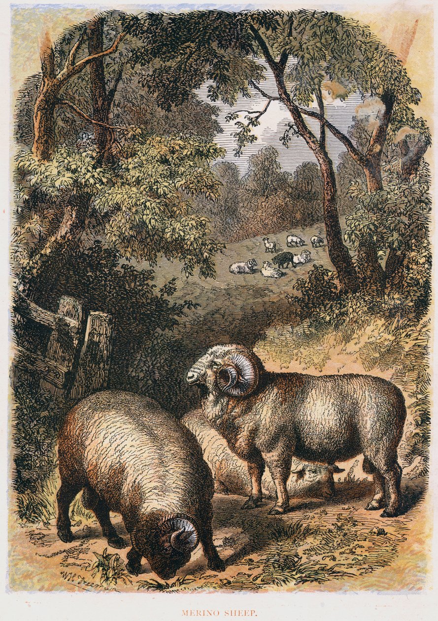 Pecore Merino, c1860 da Unbekannt