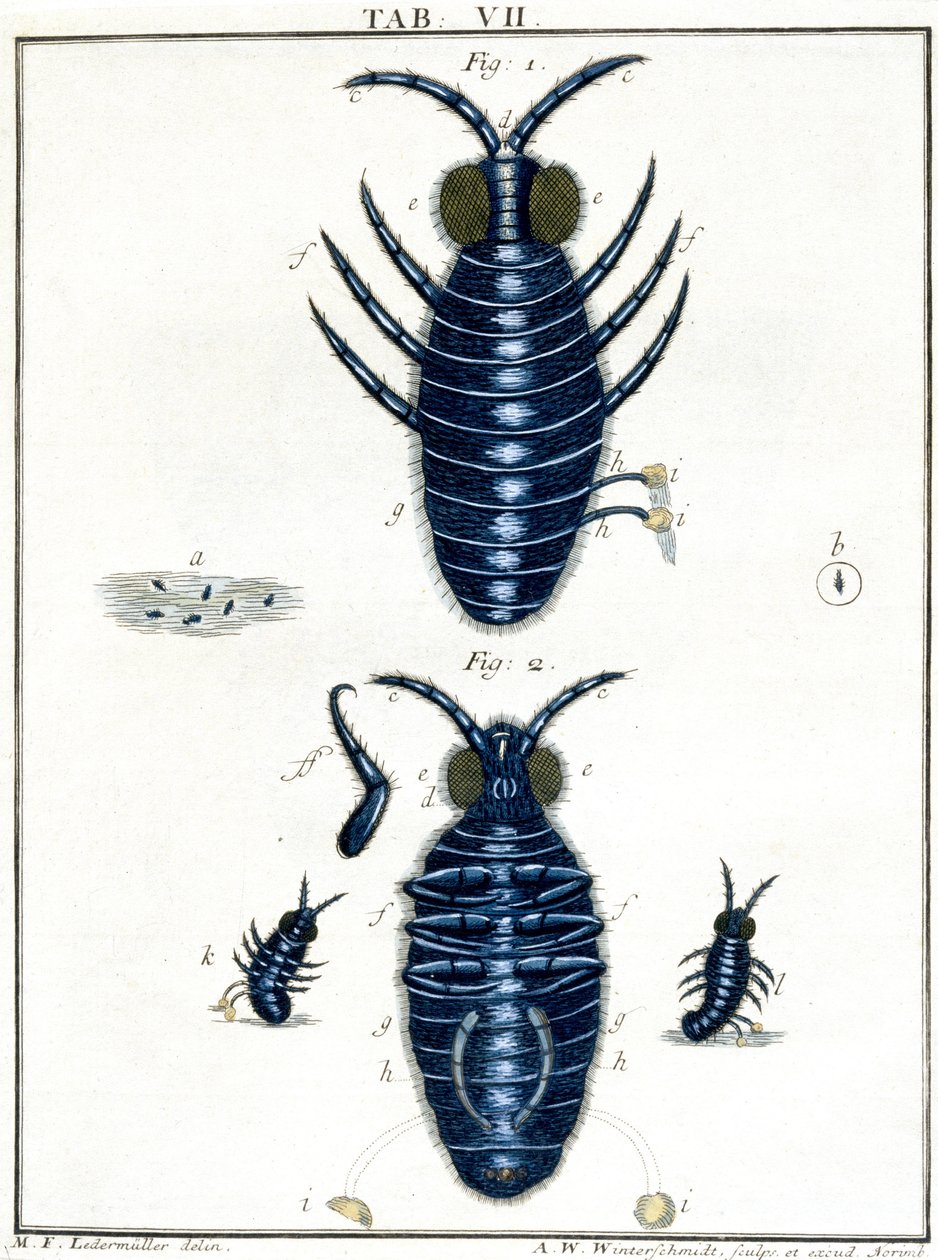Microscopia da Unbekannt