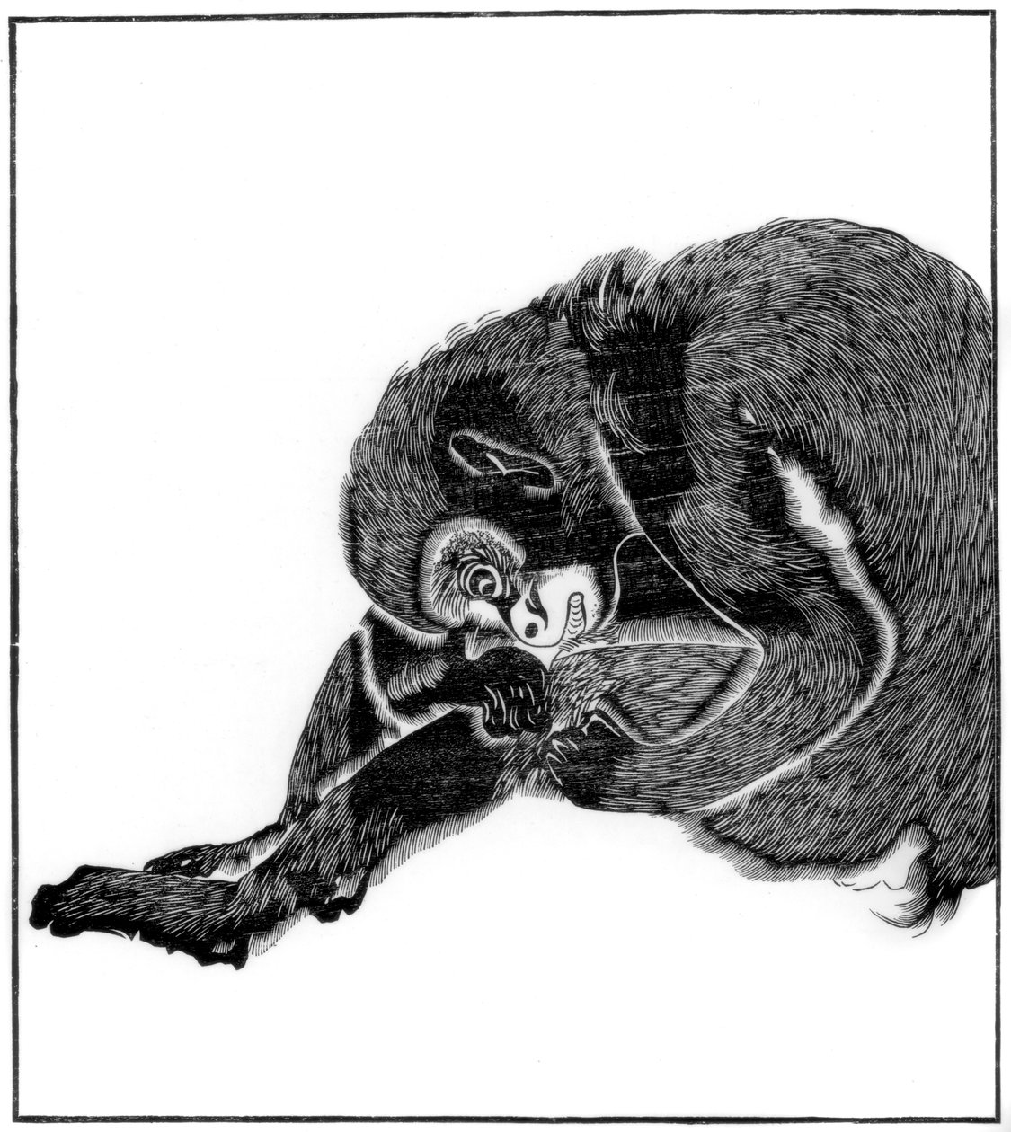 Scimmia, 1766 1886 da Unbekannt
