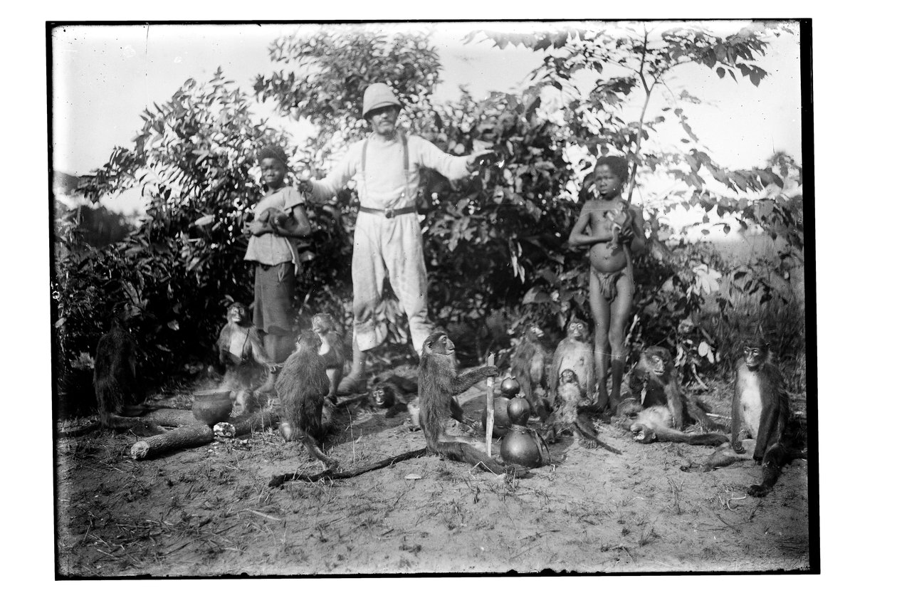 Scimmie, c.1910 da Unbekannt