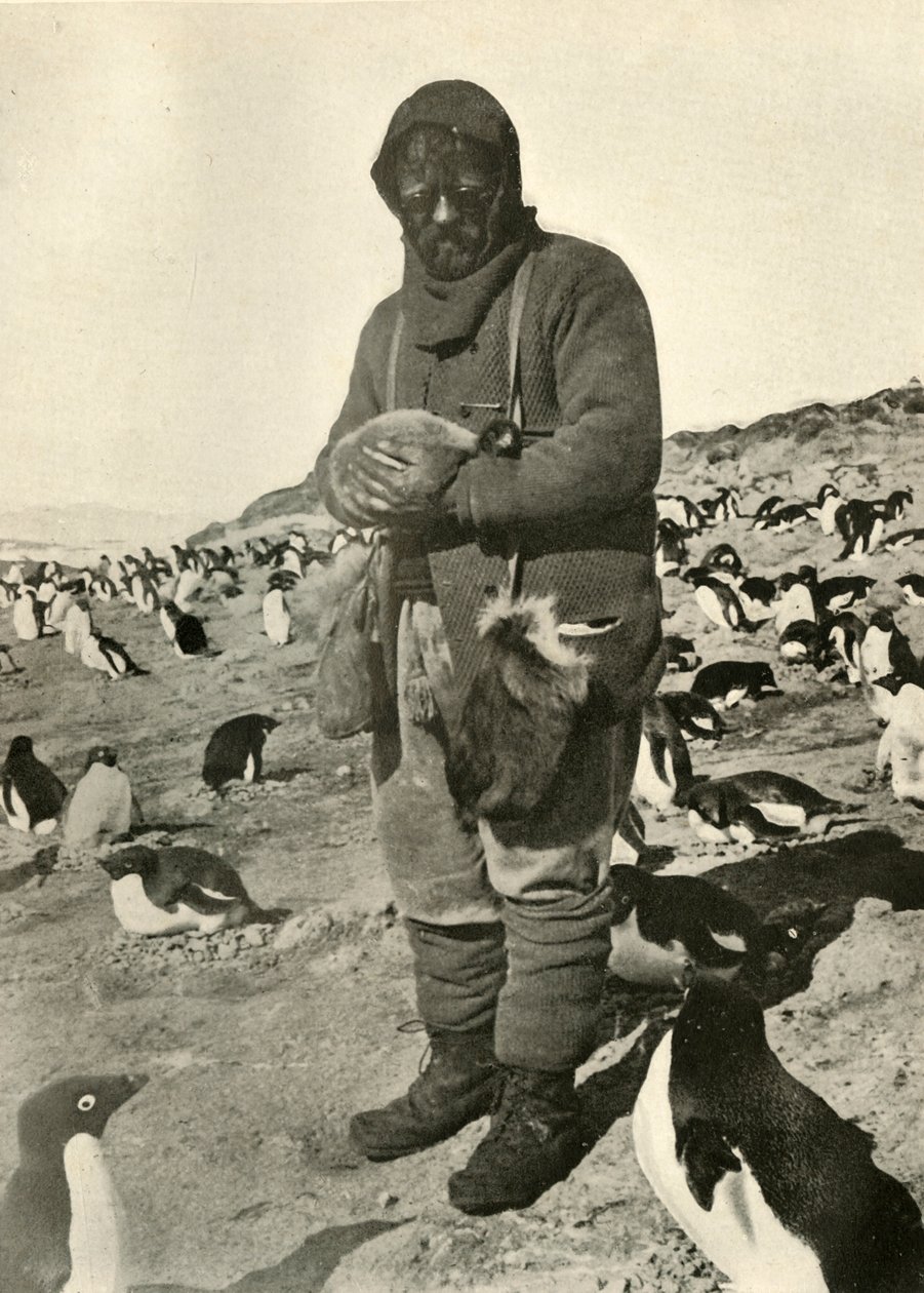 Murray che tiene giovani pinguini, c1908, 1909 da Unbekannt