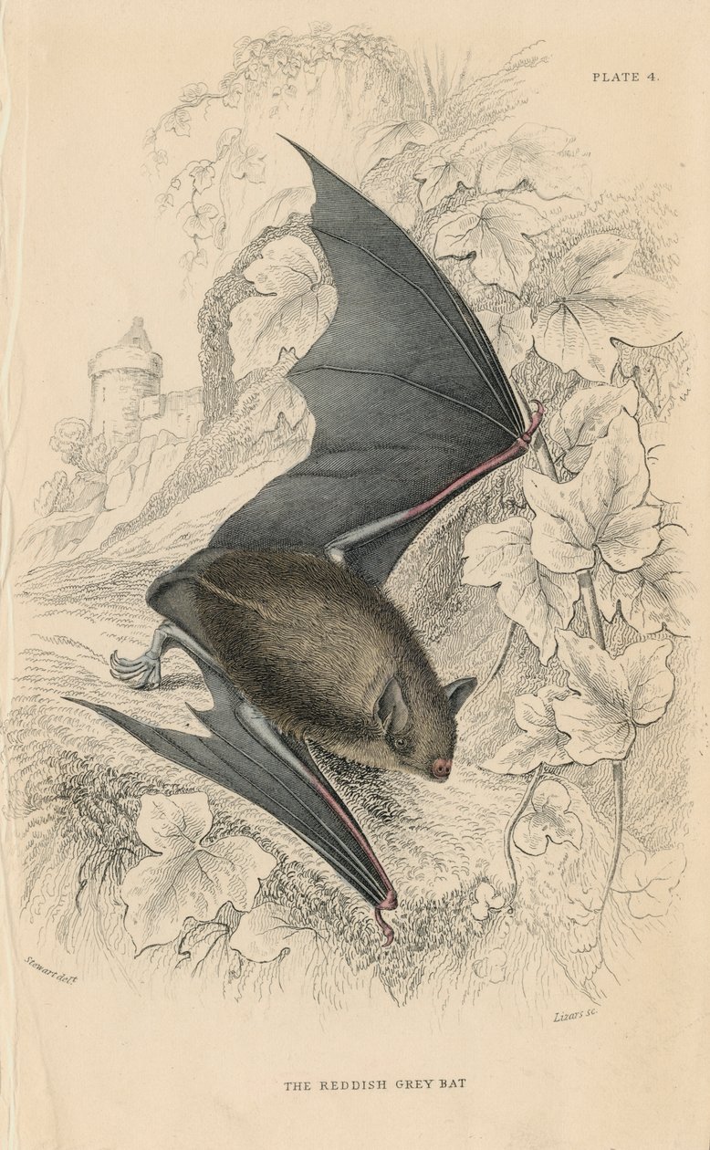 Pipistrello di Natterer Myotis nattereri, 1828 da Unbekannt