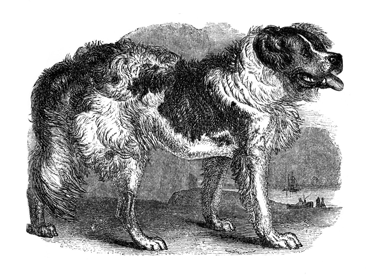 Cane di Terranova da Unbekannt