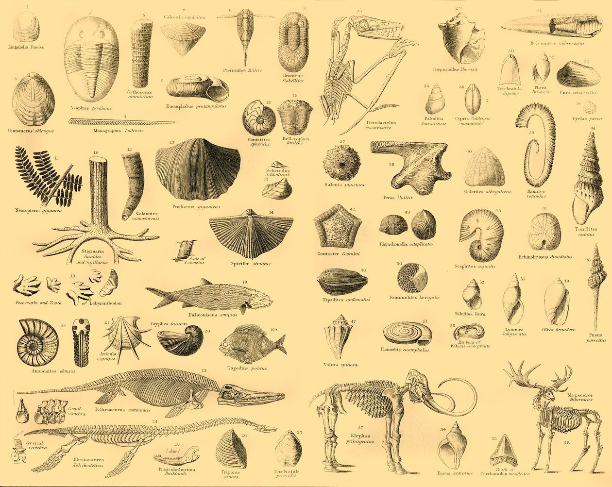Paleontologia, c1910 da Unbekannt