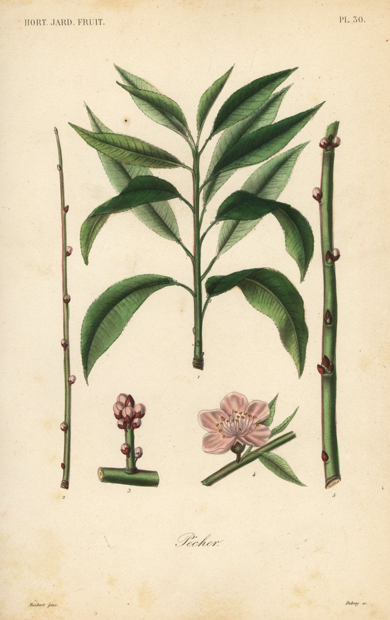 Albero di pesco da Unbekannt