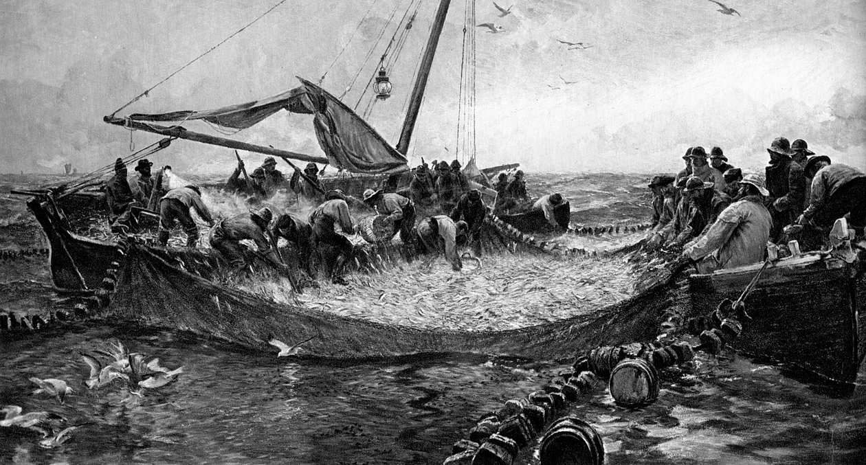 Sardine, 1900 da Unbekannt