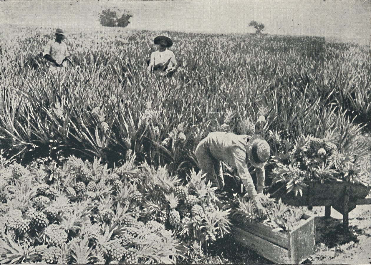 Piantagione di ananas, 1916 da Unbekannt