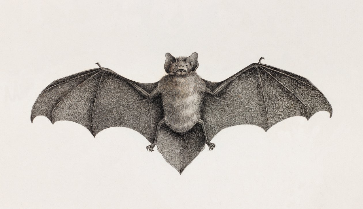 Pipistrello Pipitrelle, pipistrelli in Egitto da Unbekannt