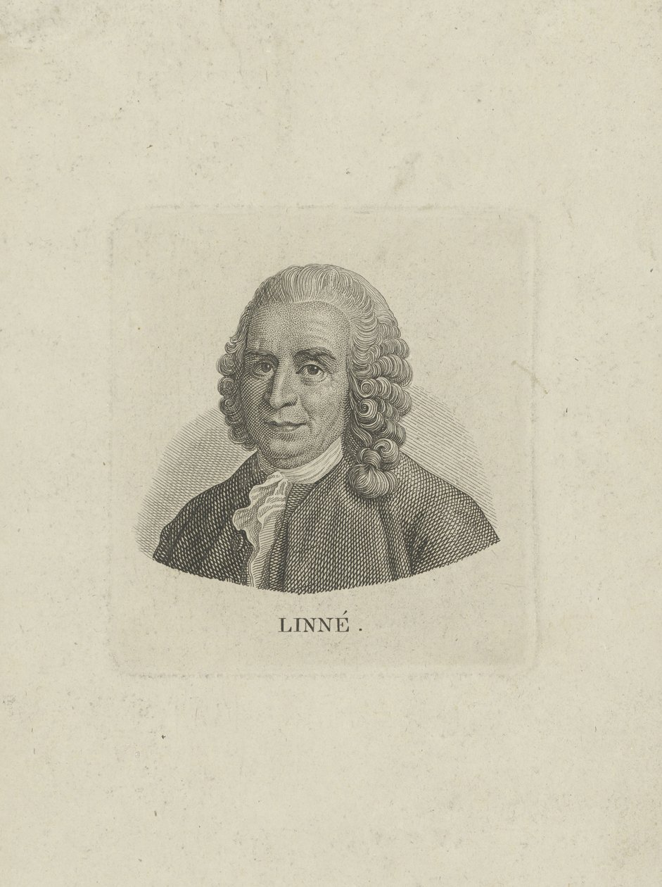 Ritratto di Carl Linnaeus da Unbekannt