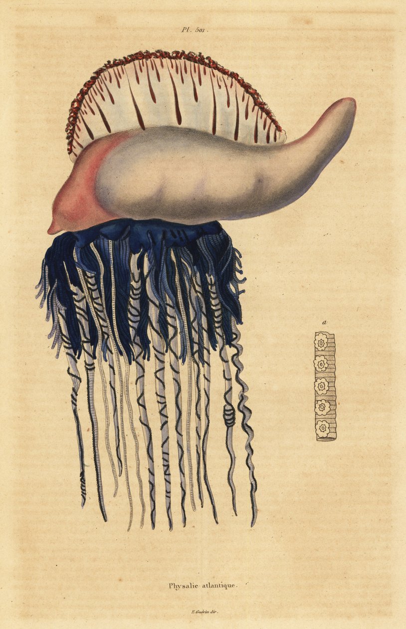 Caravella portoghese, Physalia physalis da Unbekannt