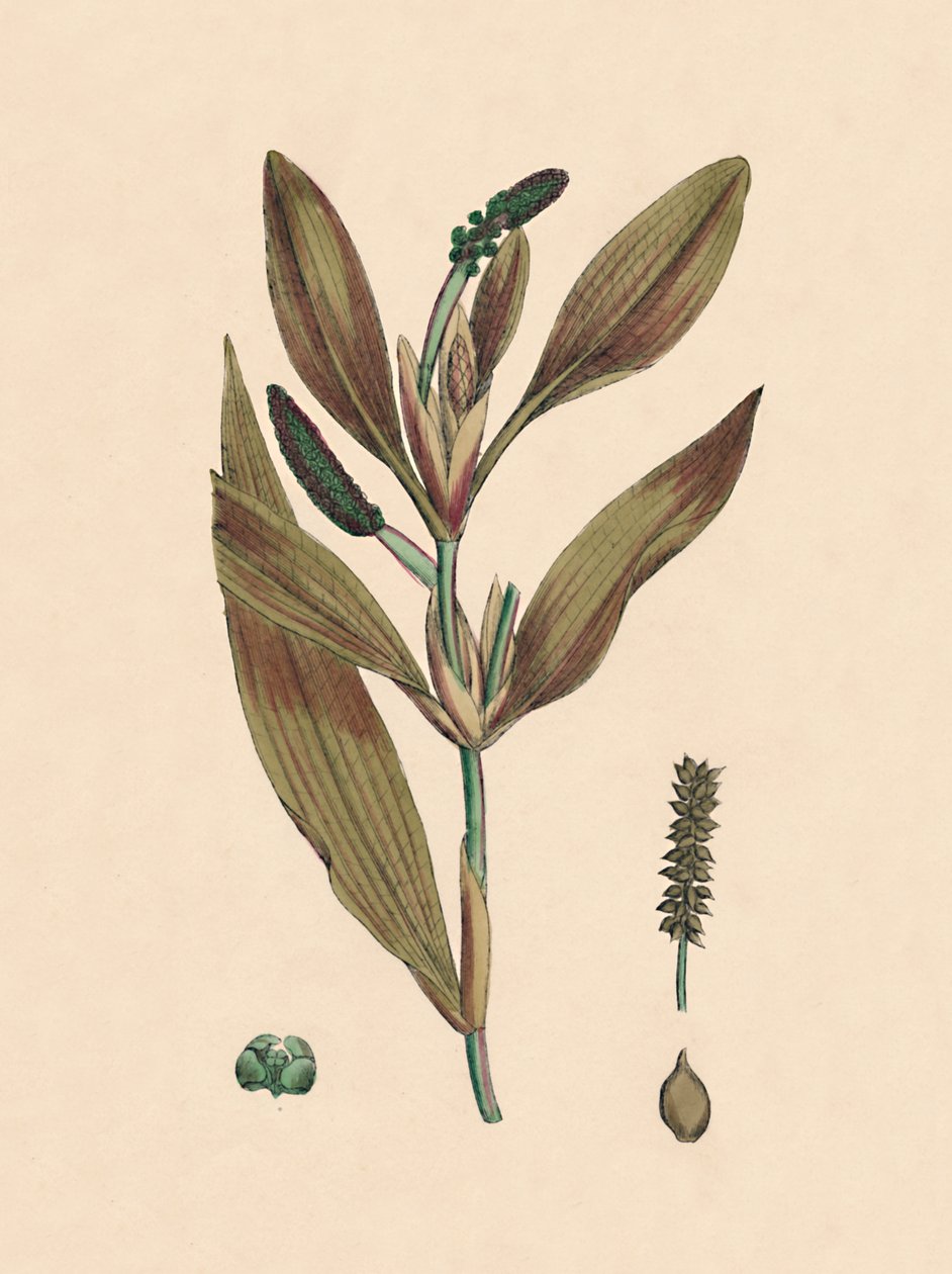 Potamogeton rufescens. Erba rossa, XIX secolo da Unbekannt