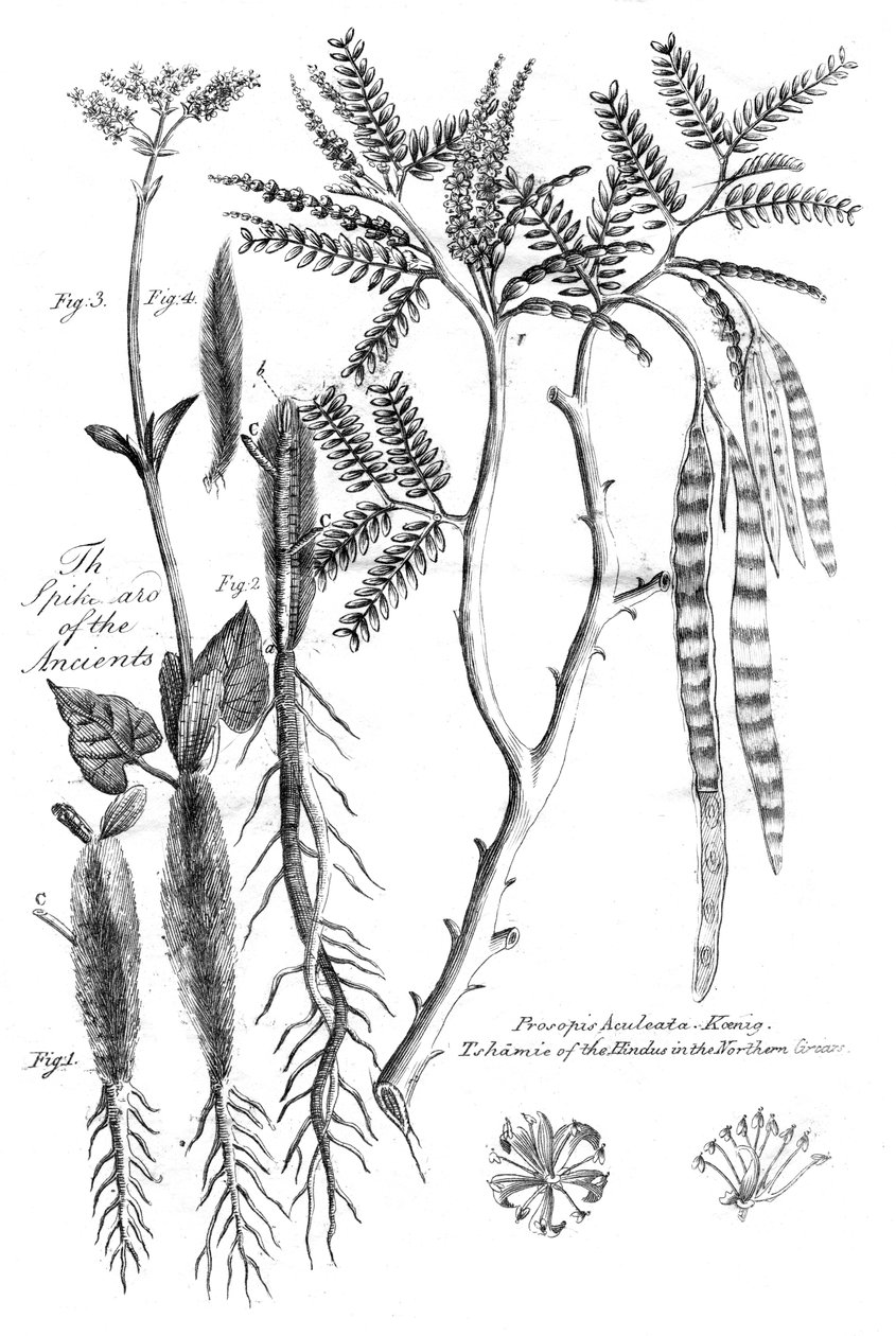 Prosopis Aculeata, 1799 da Unbekannt