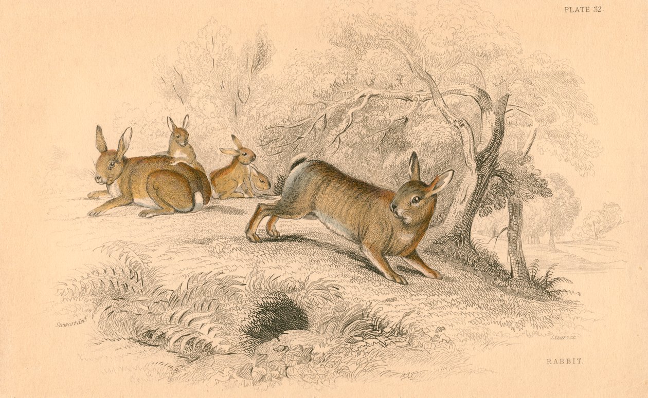 Coniglio Oryctolagus cuniculus, 1828 da Unbekannt
