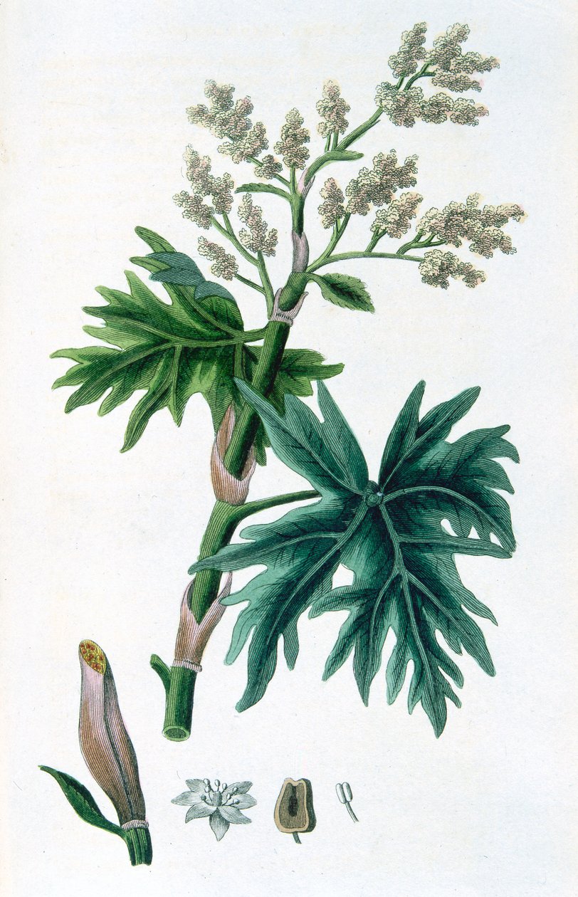 Rabarbaro, 1823 da Unbekannt