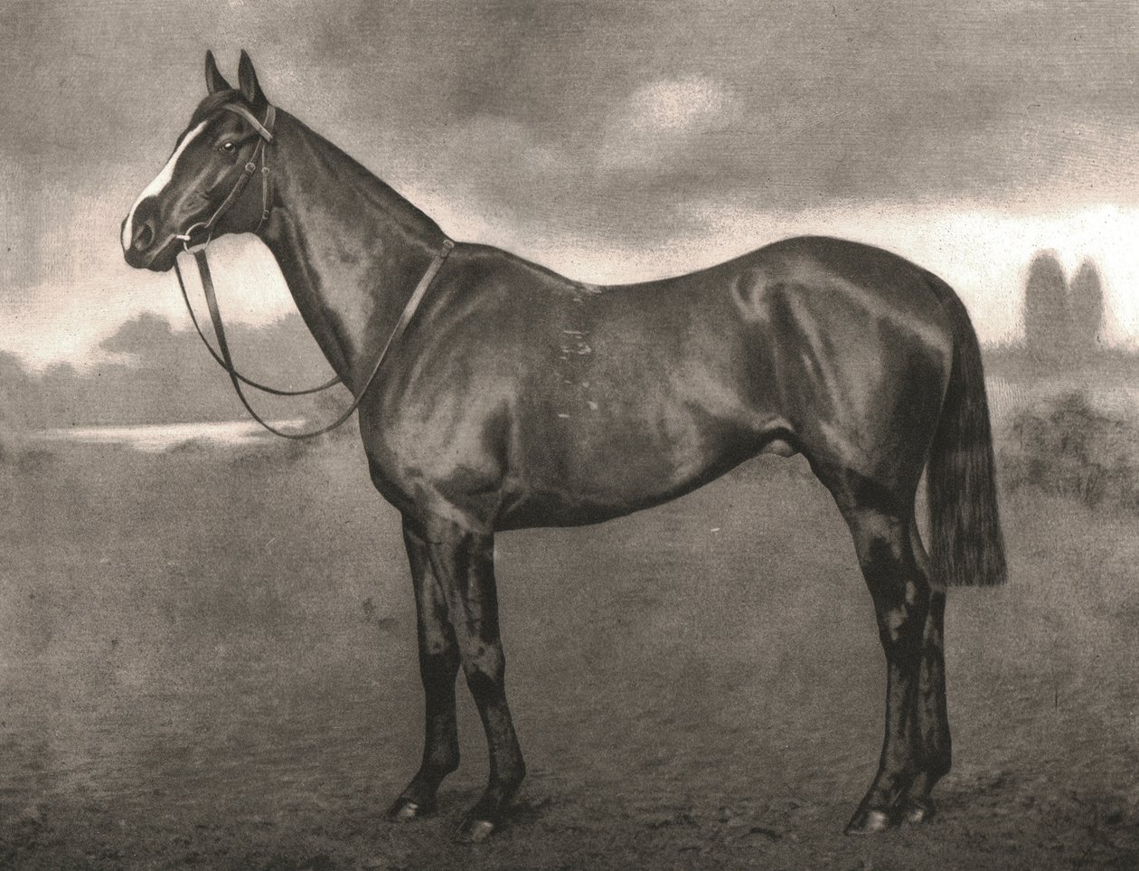 Ross, 1911 da Unbekannt