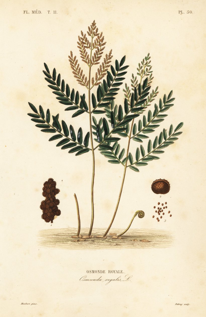 Felce reale, Osmunda regalis da Unbekannt