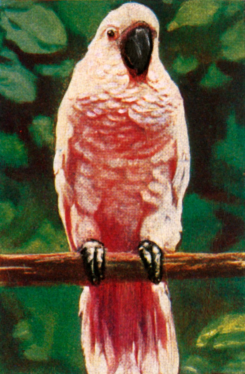Cacatua dalle creste salmone da Unbekannt