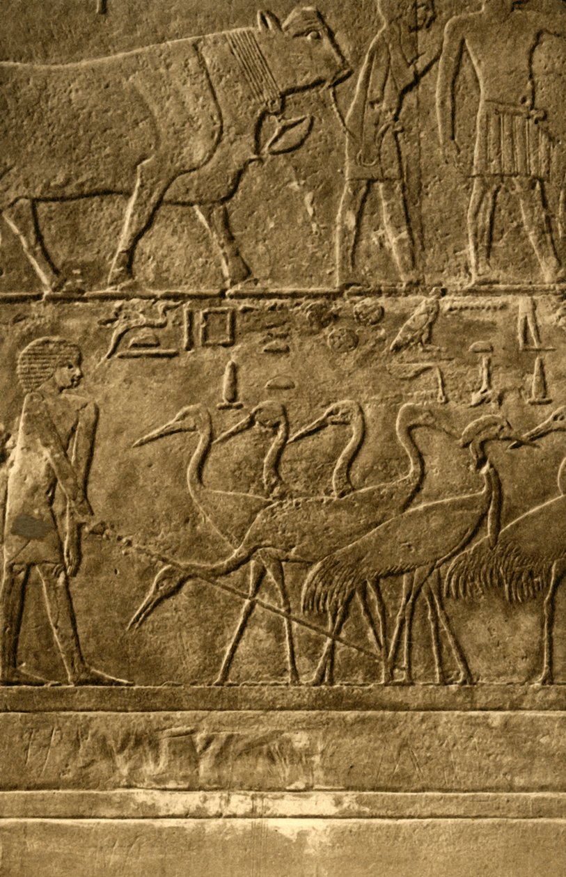 Saqqara - Tomba di Ti, pitture murali, c1918-c1939 da Unbekannt