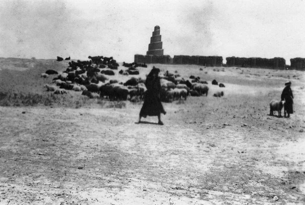 Pecore che pascolano fuori Samarra, Mesopotamia, 1918 da Unbekannt