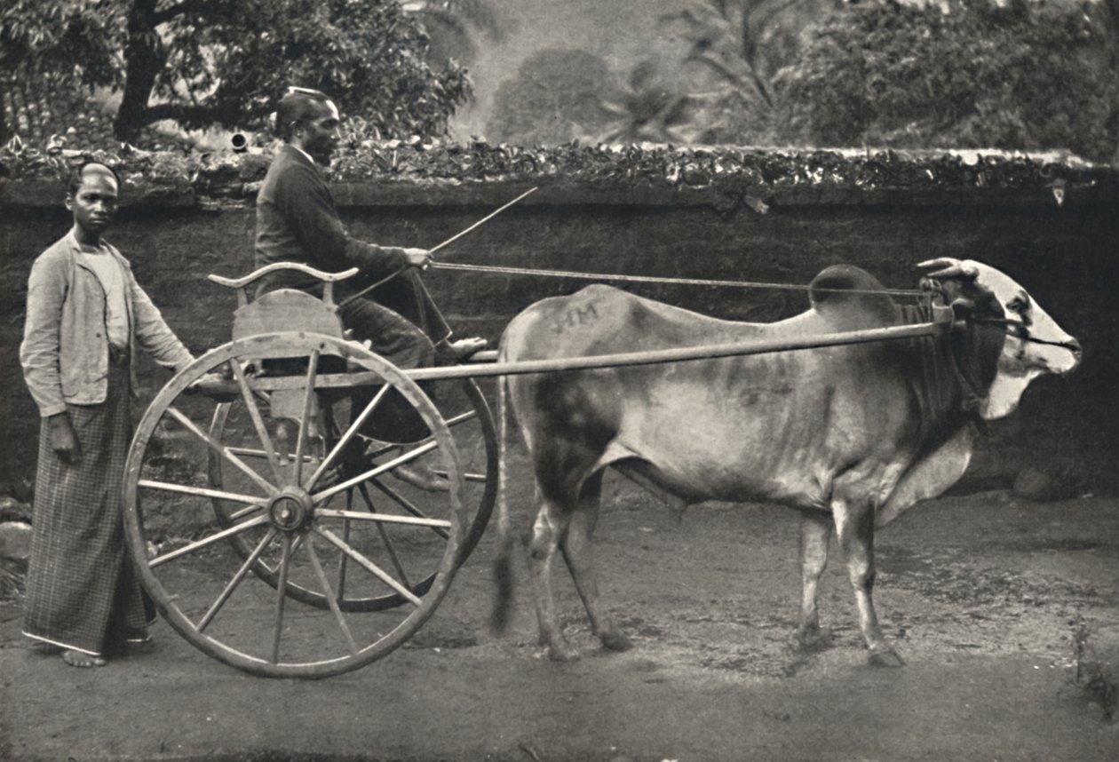 Carro di zebù singalese, 1926 da Unbekannt
