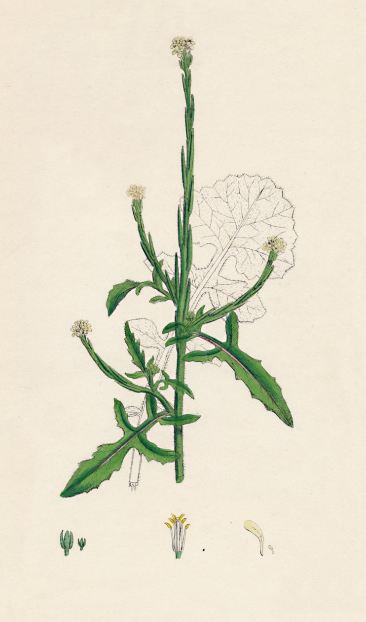 Sisymbrium officinale. Senape comune, XIX secolo da Unbekannt