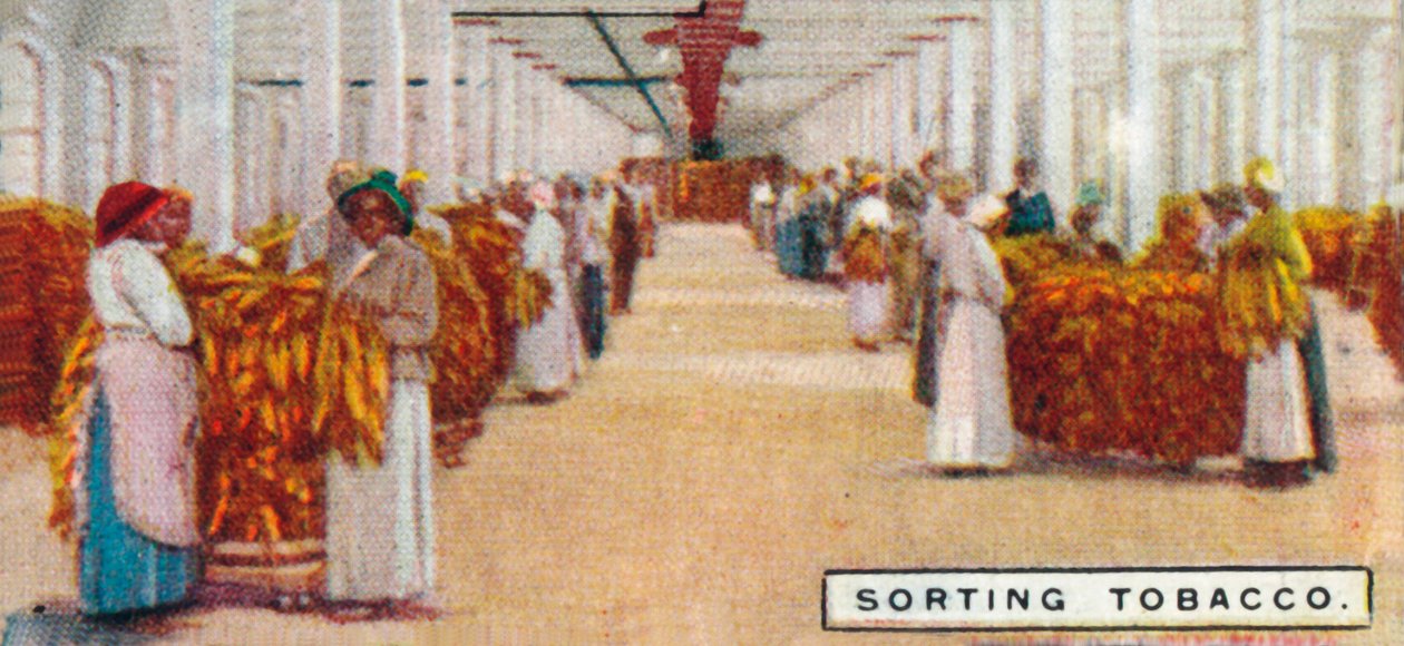 Smistamento del tabacco, 1926 da Unbekannt