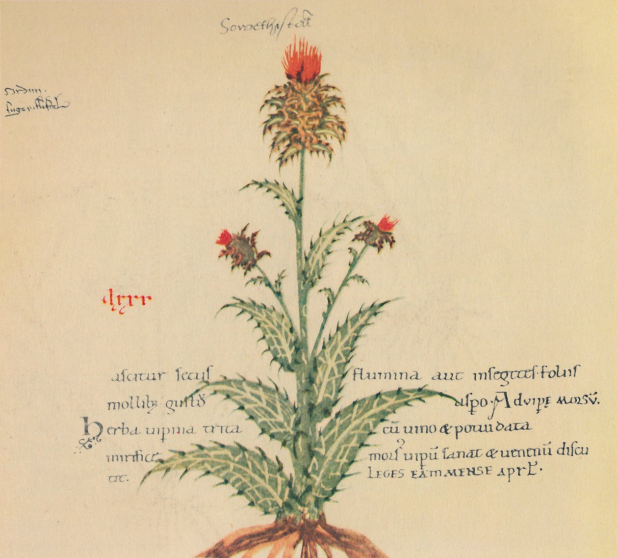 Cardo selvatico, 1947 da Unbekannt