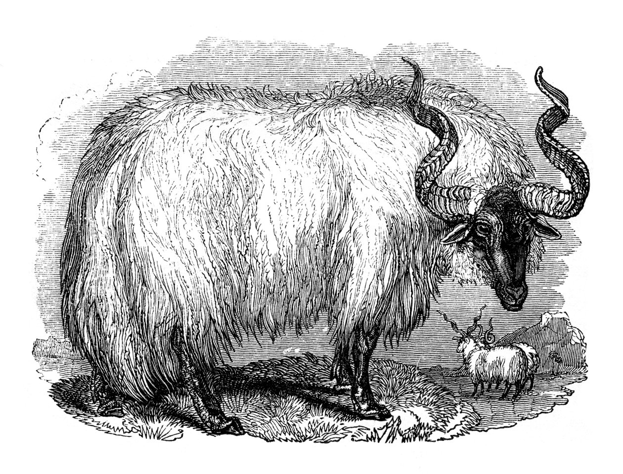 Pecore spagnole, 1848 da Unbekannt