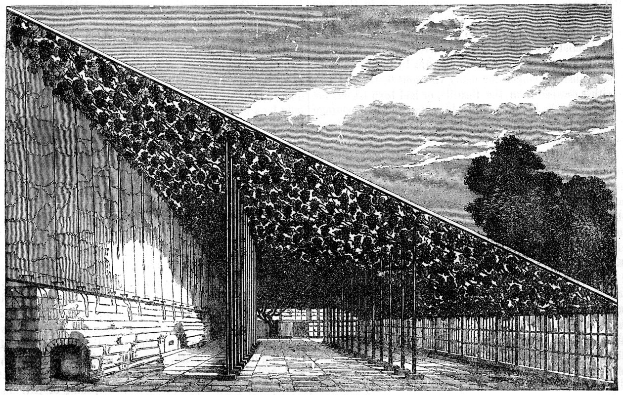 La serra a Hampton Court da Unbekannt