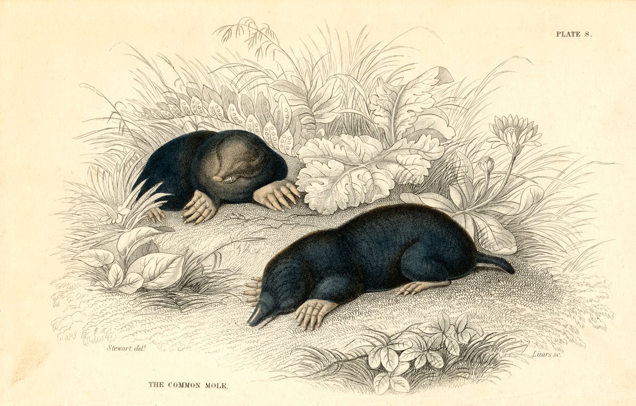 La talpa comune Talpa europea, 1828 da Unbekannt