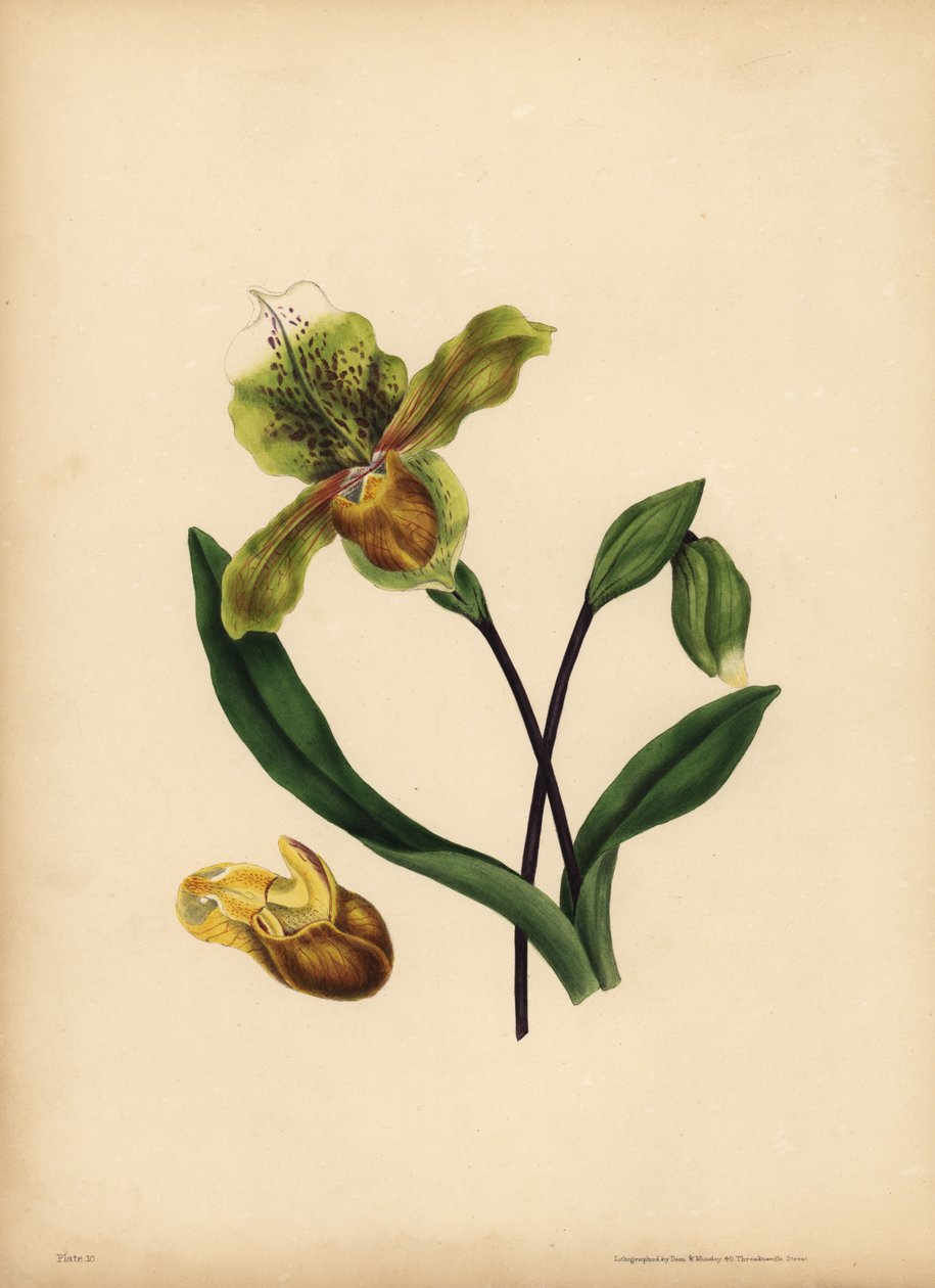 Scarpetta della Madonna, Cypripedium reginae, Somiglianza da Unbekannt