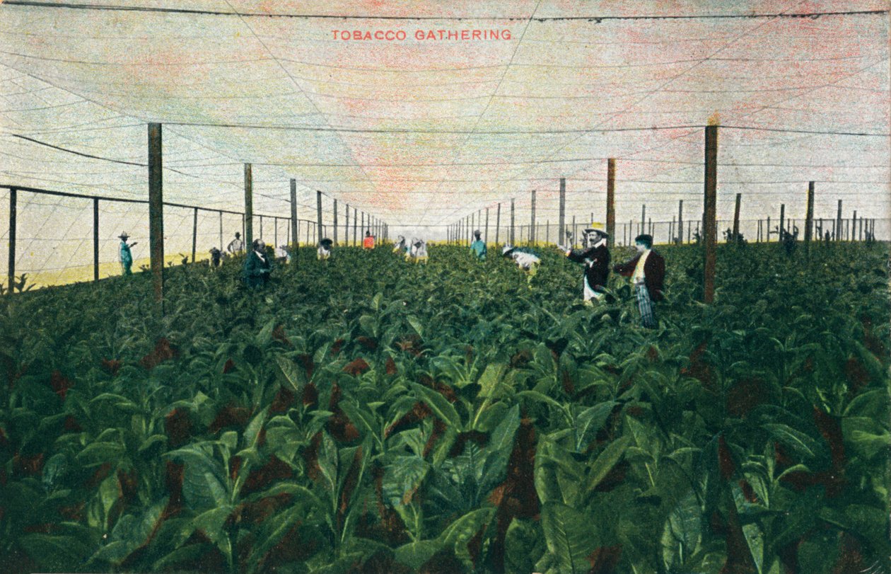 Raccolta del tabacco, 1900 da Unbekannt