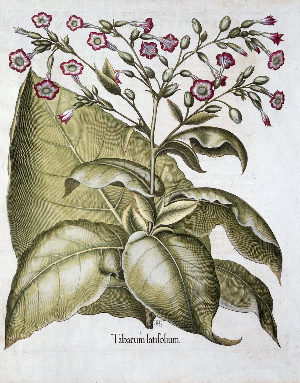 Pianta di tabacco, 1613 da Unbekannt