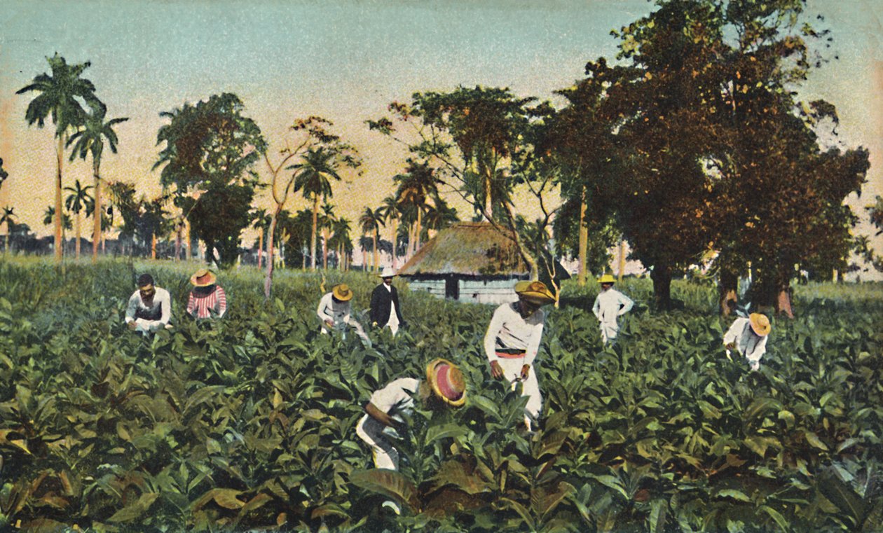 Piantagione di tabacco, Cuba da Unbekannt
