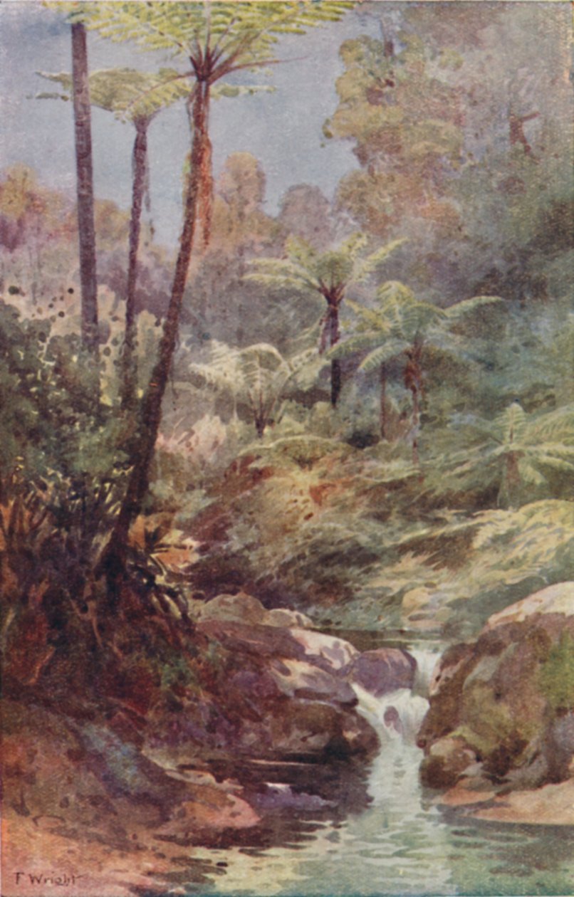Felci arboree, 1923 da Unbekannt