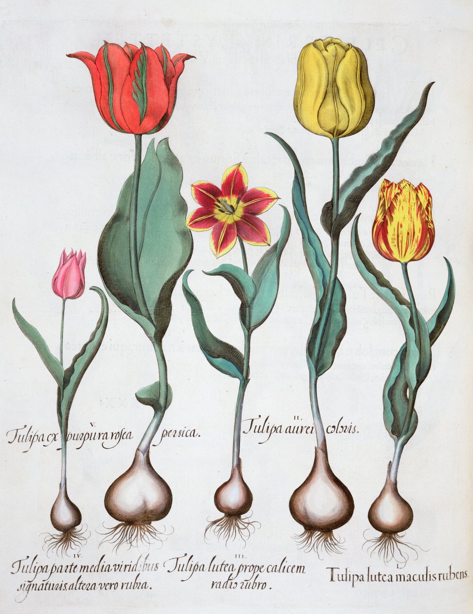 Tulipani, 1613 da Unbekannt