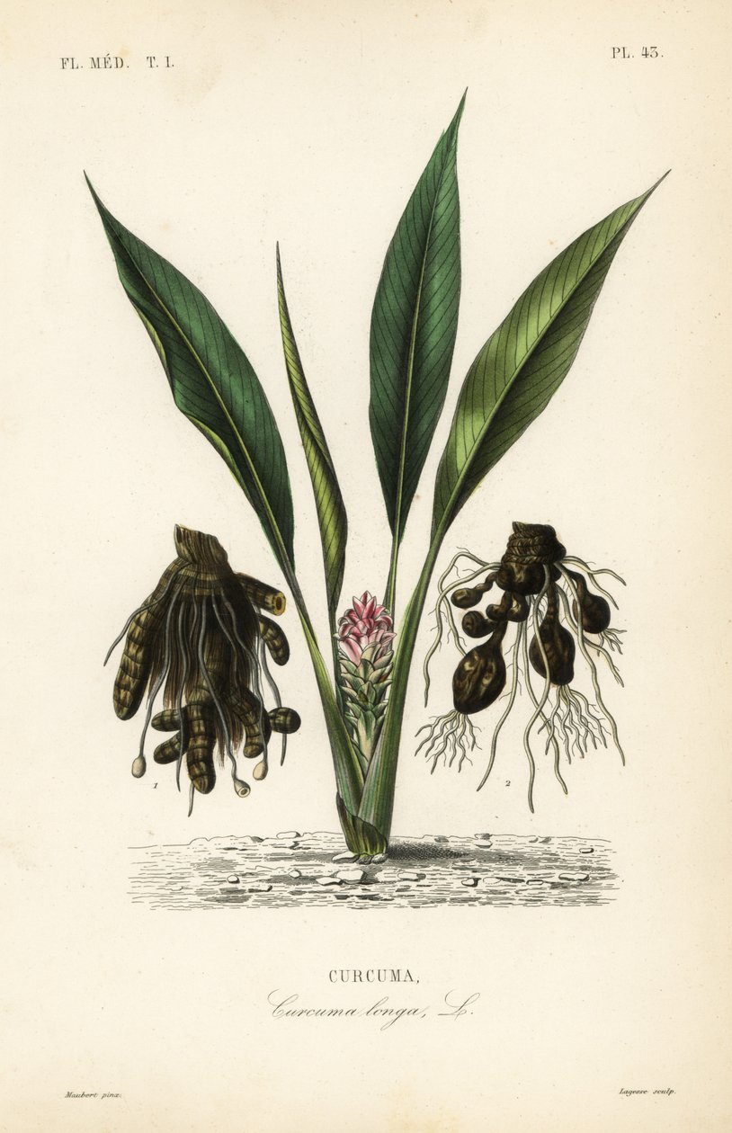 Curcuma, Curcuma longa da Unbekannt