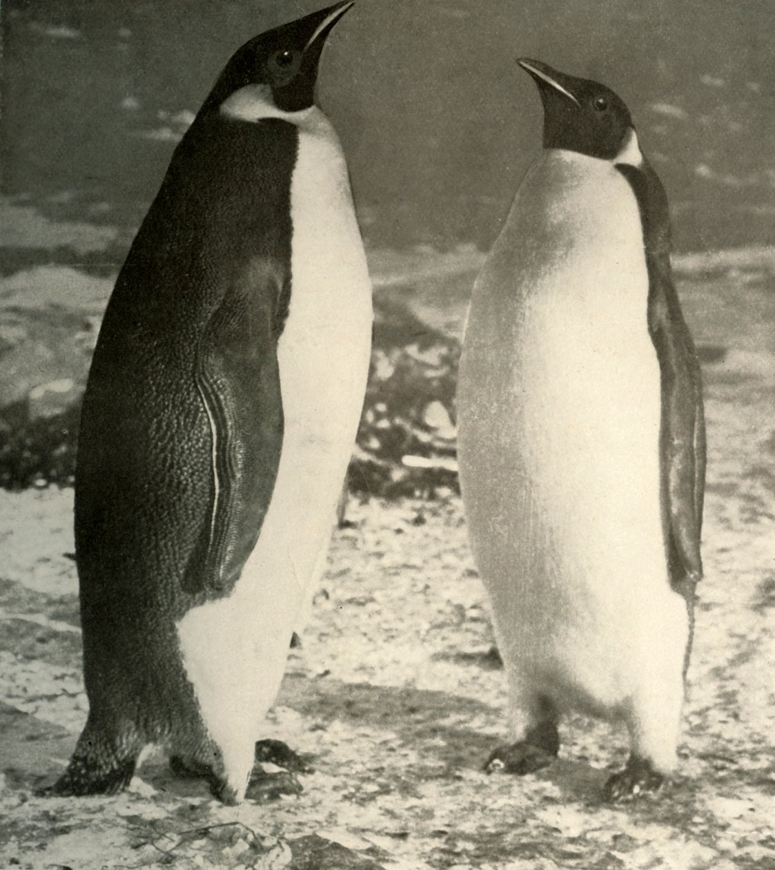 Due pinguini imperatore, c1908, 1909 da Unbekannt