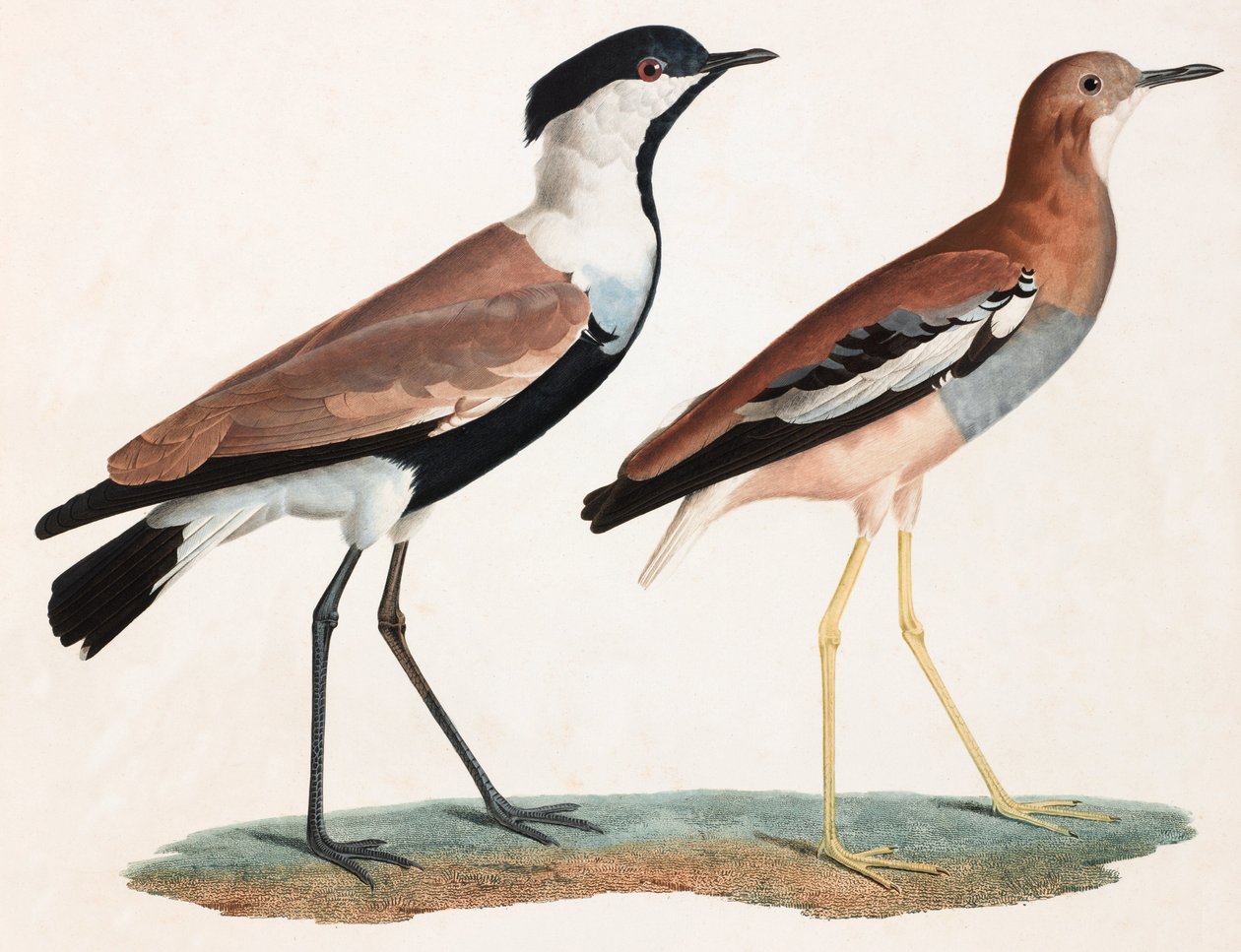 Due illustrazioni a colori di uccelli da Unbekannt