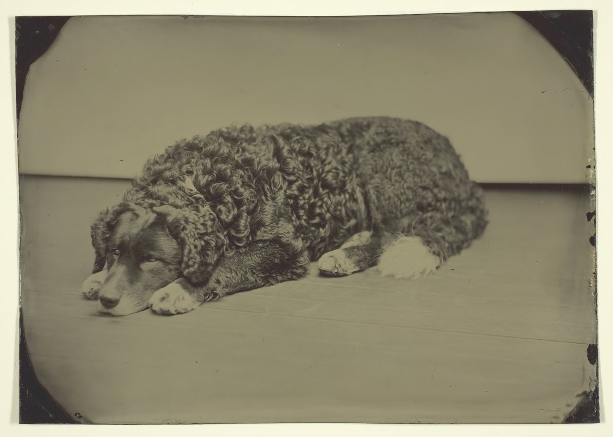 Cane senza titolo, 1850-99 da Unbekannt