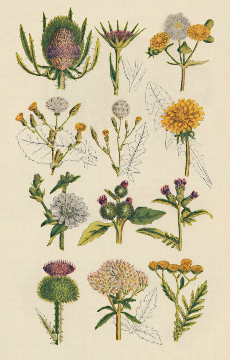 Varietà di fiori selvatici britannici, 1947 da Unbekannt